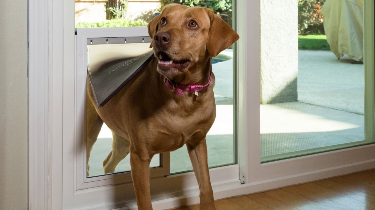 All American windows Doors Patio pet doors