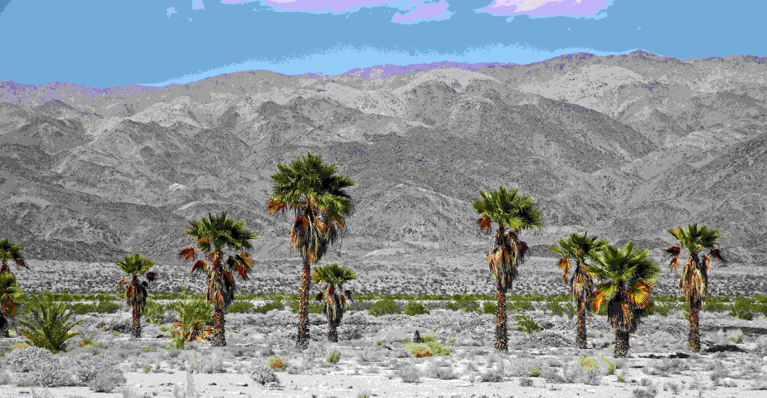 Desert Advanced Imaging - Indio, CA