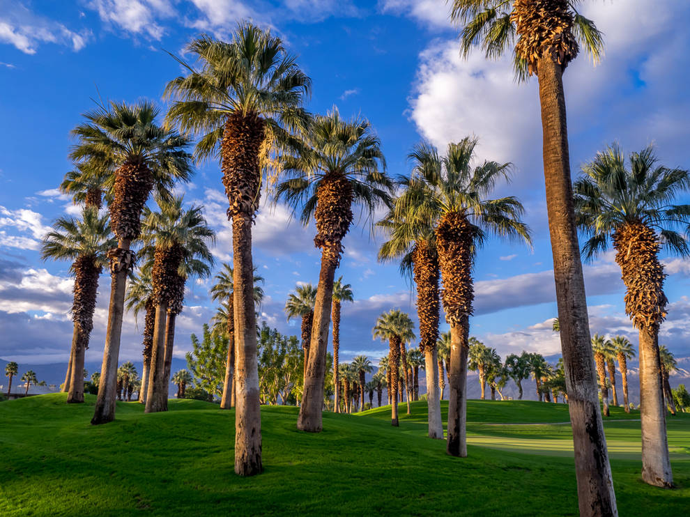Palm trees in Palm Desert - Window Replacements at The Lakes Country Club